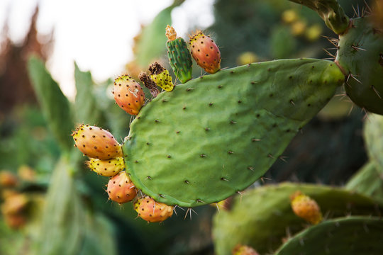 Tzabar cactus