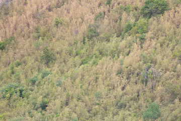 Top view of Bamboo forest background.