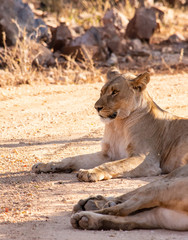 Female lion lying in a dirt road facing left