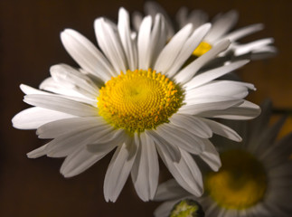 Obraz premium Big white daisy in the rays of the setting sun