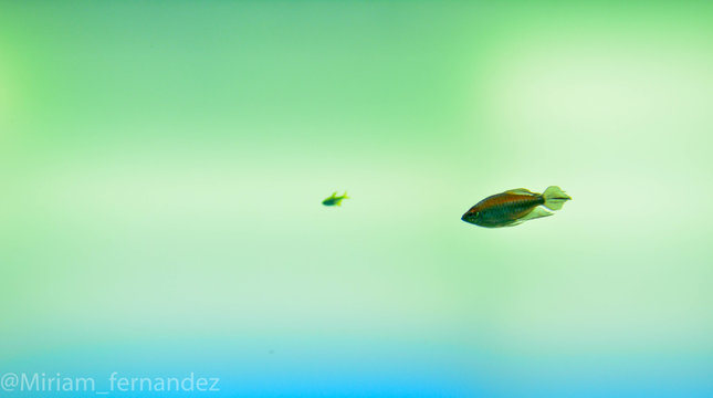 FISH ALONE