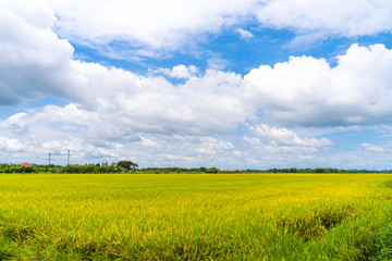 Rice field green grass with blue cloudy sky in Thailand.
