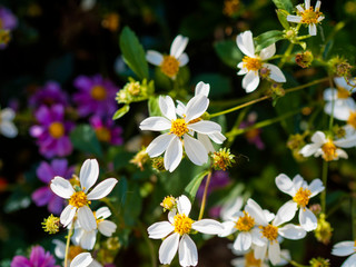 Fototapeta premium (Bidens ferulifolia) Fleurs de Bidens blanc