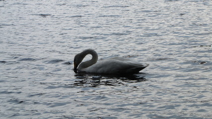 finland mid summer swan