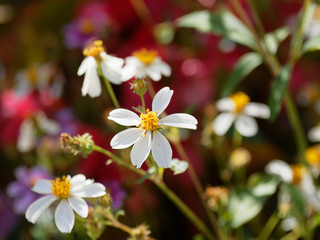 Obraz na płótnie Canvas (Bidens ferulifolia) Fleurs de Bidens blanc