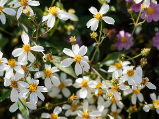 (Bidens ferulifolia) Fleurs de Bidens blanc
