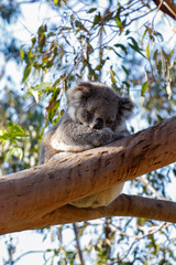 Cute Koala Bear Sleeping on a Tree, taken in Australia