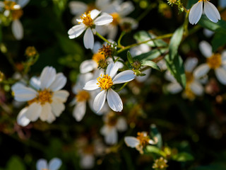 Bidens blanc (Bidens ferulifolia)