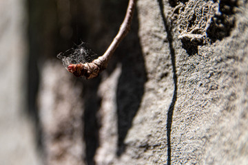 Spinnennetz
