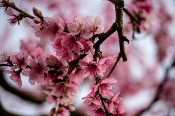 Peach flowers in spring