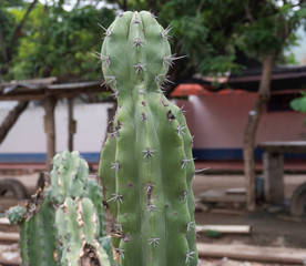 Cactus en el jardin