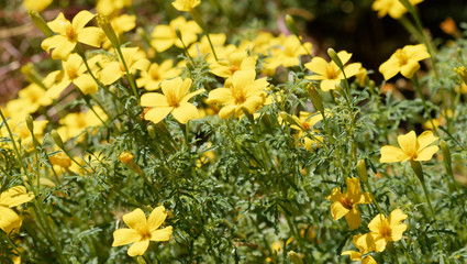 (Bidens ferulifolia) Bidens jaune or