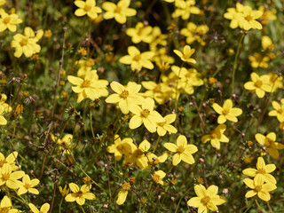 Obraz premium (Bidens ferulifolia) Bidens jaune or