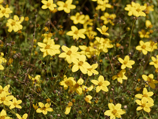 (Bidens ferulifolia) Bidens jaune or