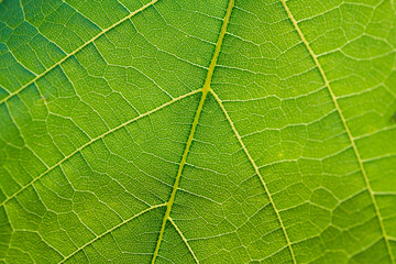Grape leaf close up macro shot, image for natural background.