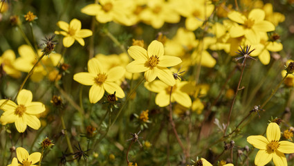 (Bidens ferulifolia) Bidens jaune or