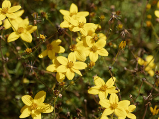  Bidens jaune or (Bidens ferulifolia)
