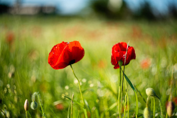 Poppies field