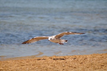 Gaviotas en los corrales de pesca de Chipiona, Cádiz