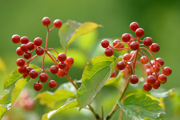 Red ripe berries of viburnum. A branch of red viburnum in the garden or in the forest. Autumn berry, colorful natural background. Wallpaper or image for design with viburnum. Guelder rose.