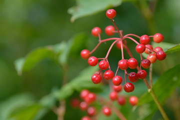 Red ripe berries of viburnum. A branch of red viburnum in the garden or in the forest. Autumn berry, colorful natural background. Wallpaper or image for design with viburnum. Guelder rose.