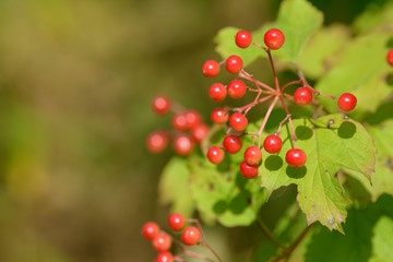 Red ripe berries of viburnum. A branch of red viburnum in the garden or in the forest. Autumn berry, colorful natural background. Wallpaper or image for design with viburnum. Guelder rose.