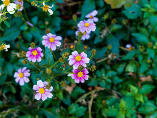 (Bidens ferulifolia) Bidens rose poupre
