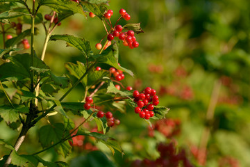 Red ripe berries of viburnum. A branch of red viburnum in the garden or in the forest. Autumn berry, colorful natural background. Wallpaper or image for design with viburnum. Guelder rose.