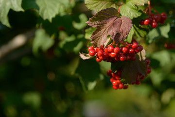 Red ripe berries of viburnum. A branch of red viburnum in the garden or in the forest. Autumn berry, colorful natural background. Wallpaper or image for design with viburnum. Guelder rose.
