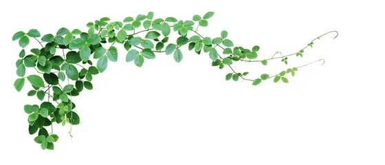 Foto auf Acrylglas Buschtraube oder dreiblättrige Wildrebe Cayratia (Cayratia trifolia) Liana Efeu Pflanzenbusch, Naturrahmen Dschungelgrenze isoliert auf weißem Hintergrund, Beschneidungspfad enthalten. © Chansom Pantip