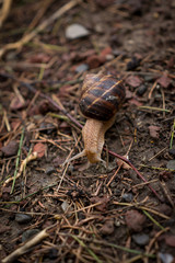 snail on the ground