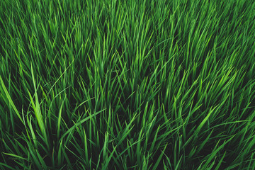 The rice leaves in the fields are beautiful green.