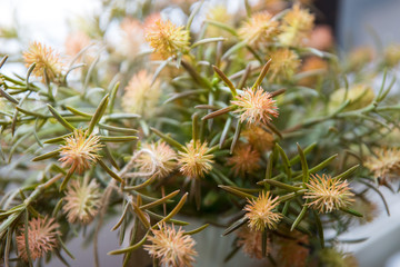 Фотосессия Фиори,Ижевск,Удмуртская Республика,Россия,2019.08.16. Фото: Yana Rafikova