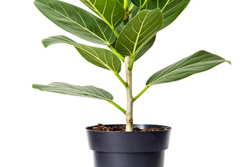 Green houseplant isolated on white