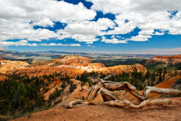 Dead Tree Trunk on the Edge of Bryce Canyon