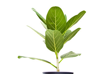 Green houseplant isolated on white