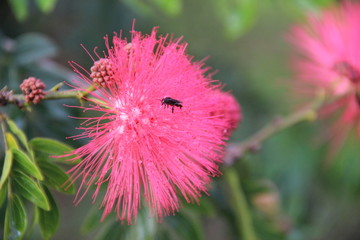 Abelha Nativa e flor