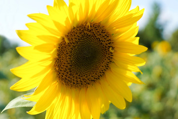A sunflower on a field in the summer