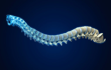 Human spine with intervertebral disks, medically 3D illustration