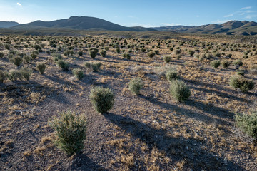 USA, Nevada, Lincoln County, Basin and Range National Monument. Blackbrush (Coleogyne ramosissima) natural regeneration after fire in the Great Basin - Mojave Desert Transition Zone.