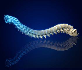 Human spine with intervertebral disks, medically 3D illustration - obrazy, fototapety, plakaty