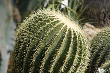 close-up of a large green cactus with yellow long spikes or needles. Botanical print plant.