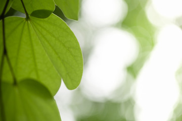 Fototapeta premium Close up of nature view green Orchid tree leaf on blurred greenery background under sunlight with bokeh and copy space using as background natural plants landscape, ecology wallpaper concept.