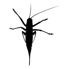 Grasshopper Logo Design Vector Illustration. Grasshopper Design Template
