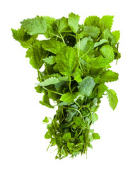 bunch of fresh lemon balm herb isolated