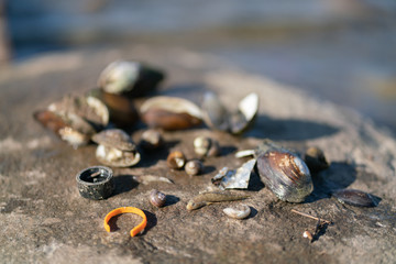 Very polluted beach close up of shells and garbage and dead fish