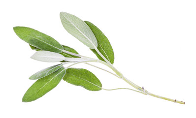 twig of fresh sage (salvia officinalis) isolated