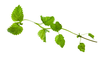 green twig with leaves of lemon balm isolated