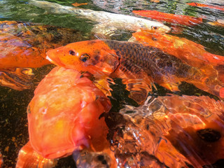 Close-up bright orange red carps in china