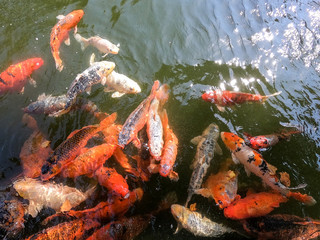 Close-up bright orange red carps in china